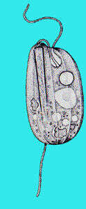 Image of Entosiphon sulcatum