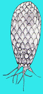 Image of Euglyphidae