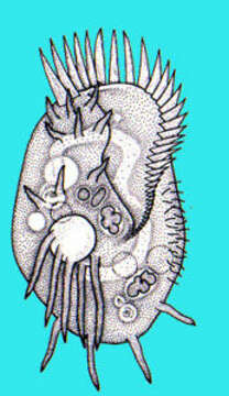 Image of Euplotidae