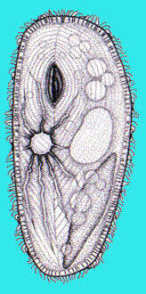 Image of Frontoniidae