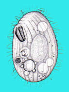Image of Glaucomidae