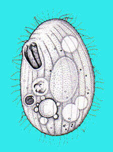 Image of Glaucoma Ehrenberg 1830