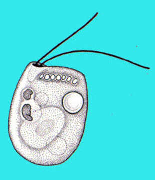 Image of Cyathomonadacea