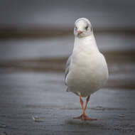 Image of Black-headed Gull