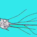 Image of Gymnophrys