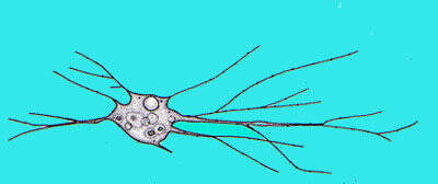 Image of unclassified Cercozoa