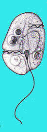 Image of Gyrodinium Kofoid & Swezy 1921