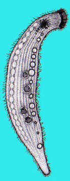 Image of Homalozoonidae