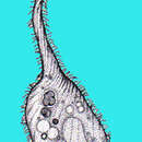 Image of Lacrymaria olor