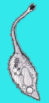 Image of Litostomatea