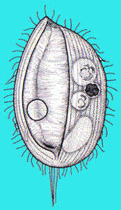 Image de Lembadionidae