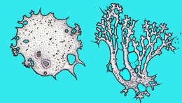 Image of Leptomyxa