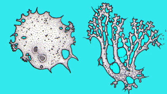 Image of Leptomyxa