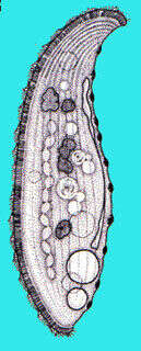 Image of Litonotidae