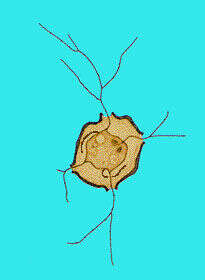 Image of Microcometes Cienkowsky 1876