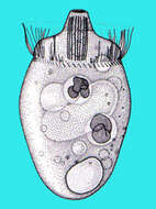 Image of Didiniidae