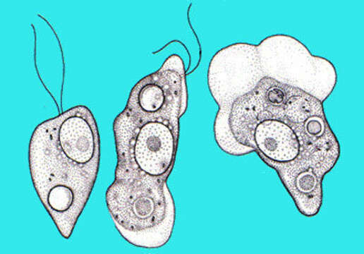 Image de Schizopyrenida