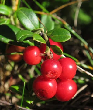 Image of lingonberry