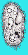 Image of Paramecium putrinum