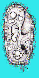 Image of Paramecium putrinum