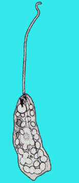 Image of Heteronematidae