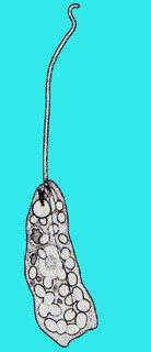 Image of Heteronematidae