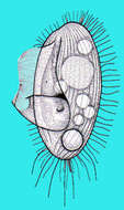 Image of Pleuronematidae