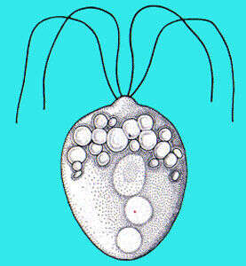 Image of Polytomella Aragão 1910