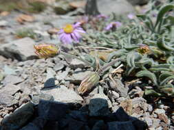 Image de Erigeron asperugineus (D. C. Eat.) A. Gray