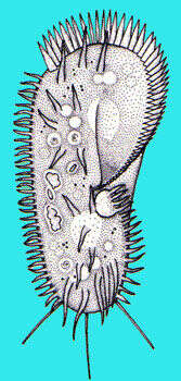 Image of Stylonychinae