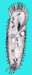 Tachysoma Stokes 1887 resmi