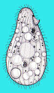 Image of Hymenostomatida