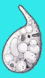 Tracheliidae resmi