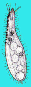 Image of Trachelophyllum Claparède & Lachmann 1859