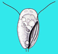 Image of Hexamitidae