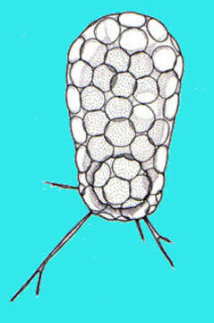Image of Trinematidae