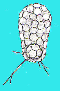 Image of Trinematidae