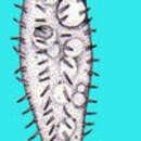 Image of Uroleptus Ehrenberg 1831
