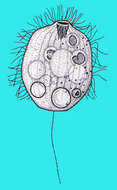 Image of Urotrichidae