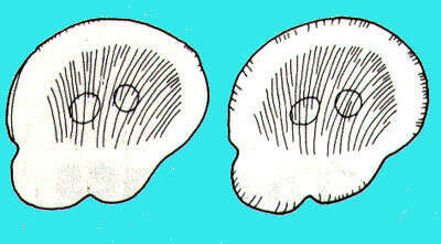 Image of opalines