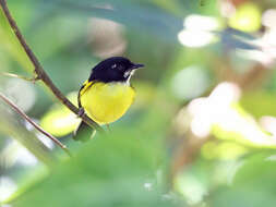 Image of Black-backed Tody-Flycatcher