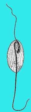 Image of Dinema platysomum