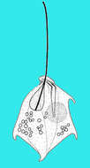 Image of Petalomonas spinifera (Lackey) W. J. Lee & D. J. Patterson 2000