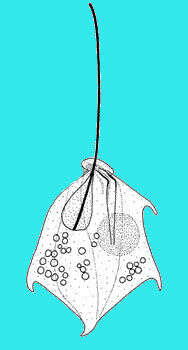 Image of Petalomonas spinifera (Lackey) W. J. Lee & D. J. Patterson 2000