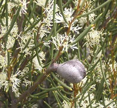 Image of Hakea newbeyana R. M. Barker