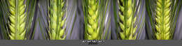 Image of common barley