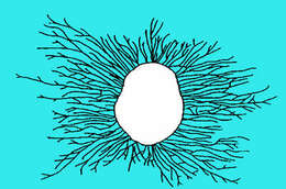 Image of Dictiomyxa Monticelli 1897