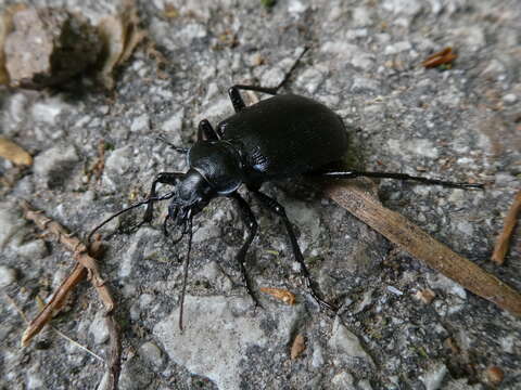 Image of Calosoma (Calosoma) inquisitor (Linnaeus 1758)