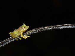 Image of Pristimantis silverstonei (Lynch & Ruiz-Carranza 1996)