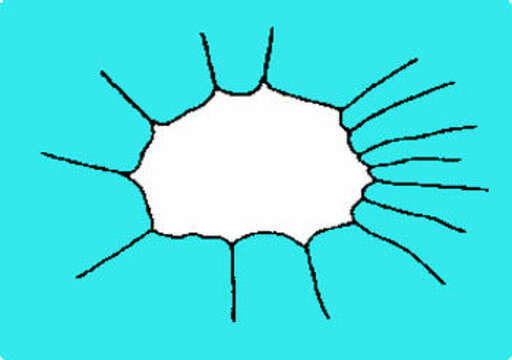 Image of alphaproteobacterium; alphaproteobacteria